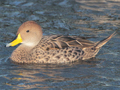 Yellow-billed Pintail